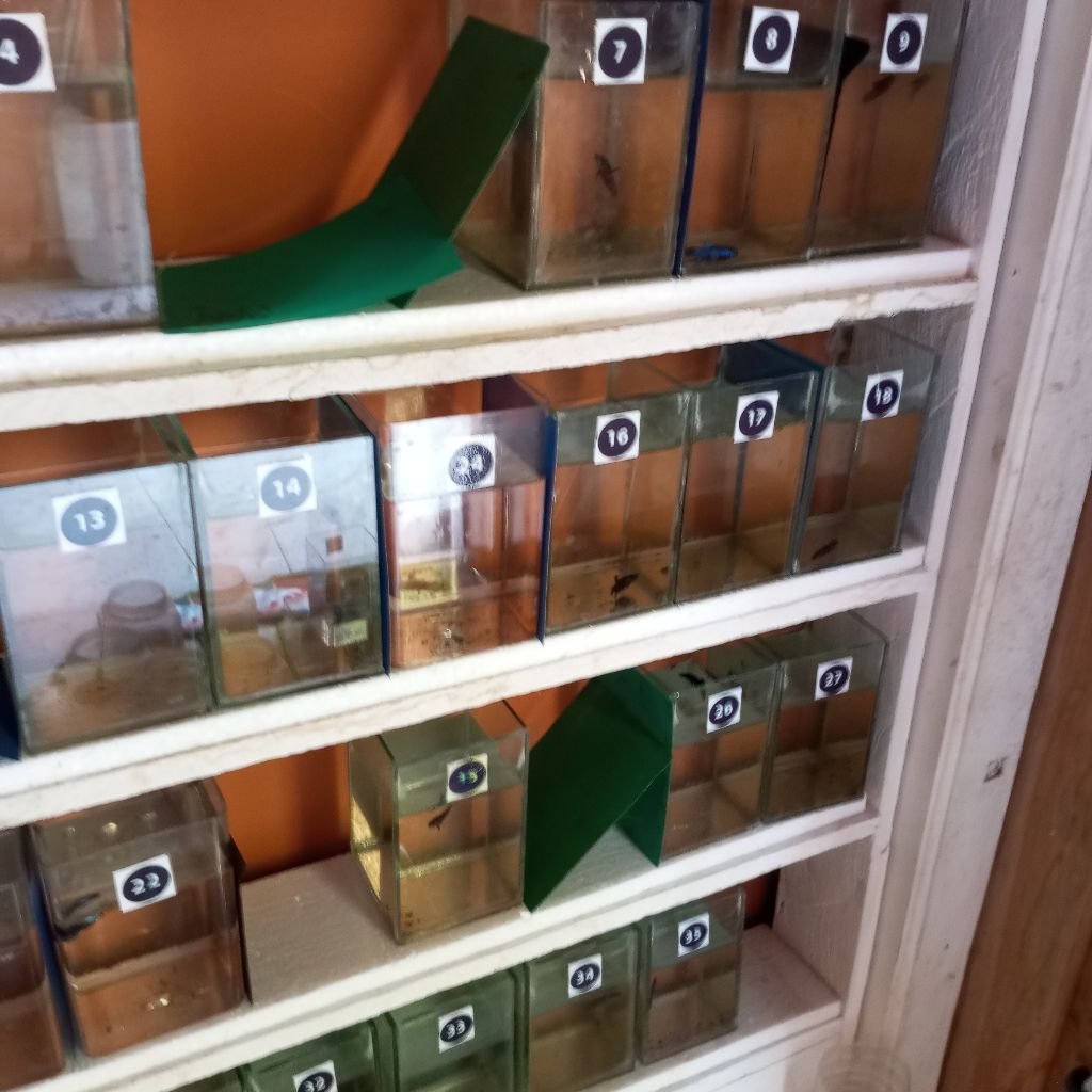 Hiasan Akuarium Ikan Cupang