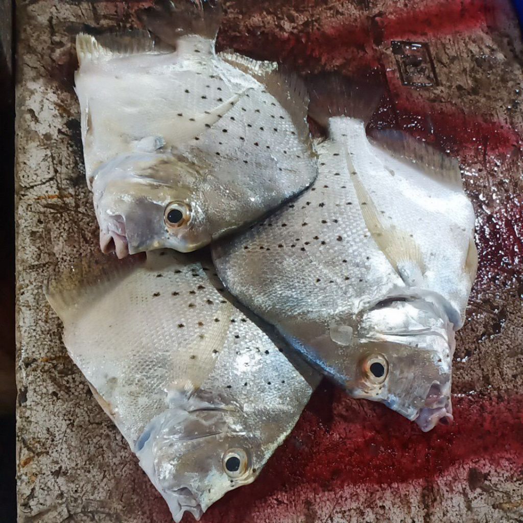 

Ikan Fresh ( Ikan Tawi ) Berat 1kg