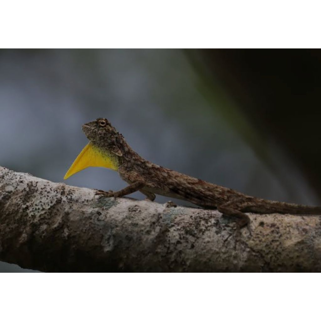 cekibar cicak terbang 1 pcs