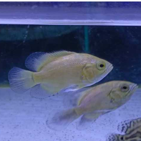 Ikan Hias Oscar Tiger Albino Size 5-10cm