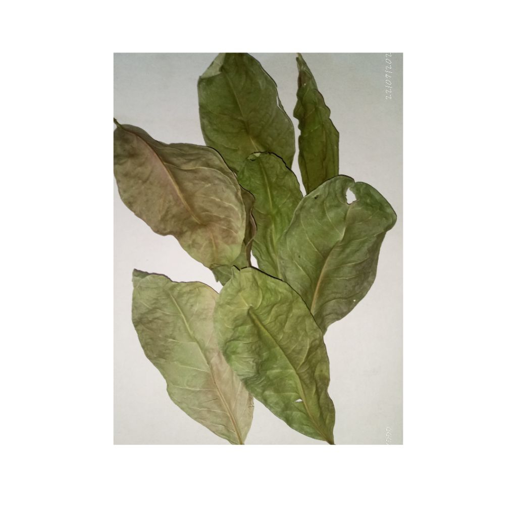 

Daun Salam Kering Alami | Bumbu Dapur & Herbal Tradisional