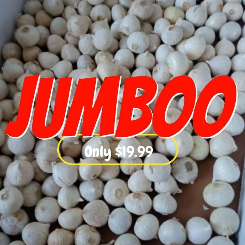

bawang tunggal jumbo 10 kg