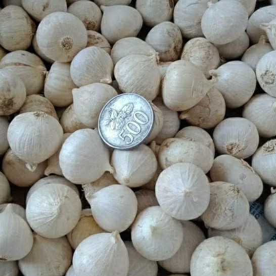 

bawang tunggal super putih 500 gram/bawang tunggal free kadus packing baru