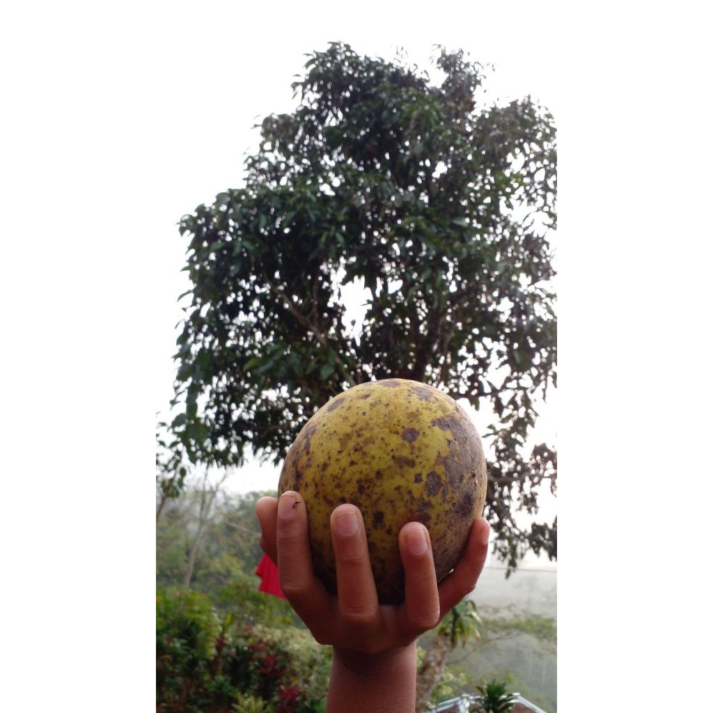 

Buah limus matang perbuah