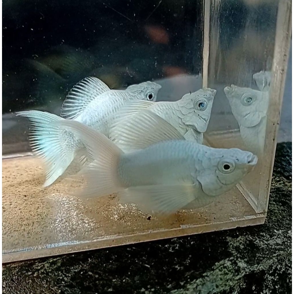 Molly Platinum Mata Hitam Line Platinum Mata Biru
