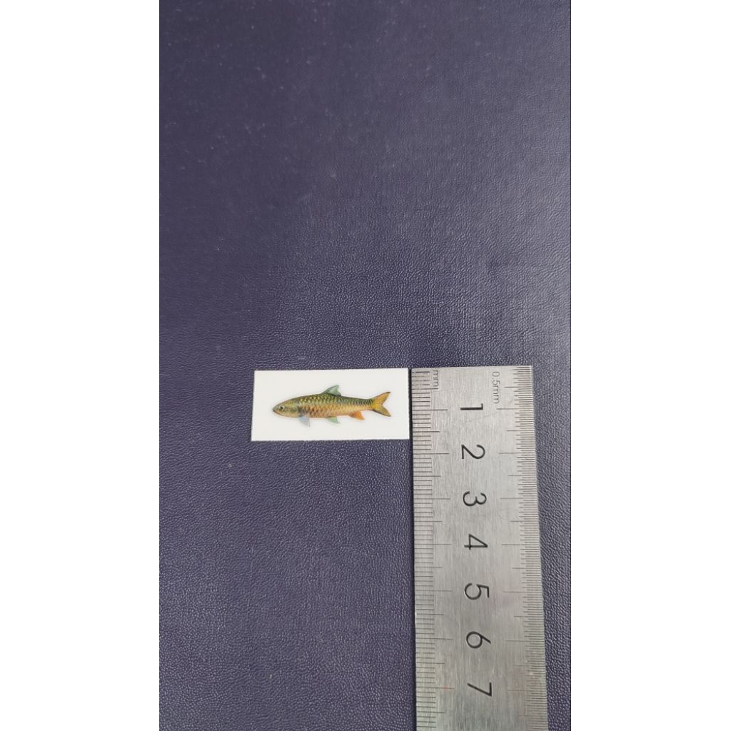 stiker decal ikan dewa / masher ukuran tertera di foto bisa langsung tempel tanpa harus di vernis me