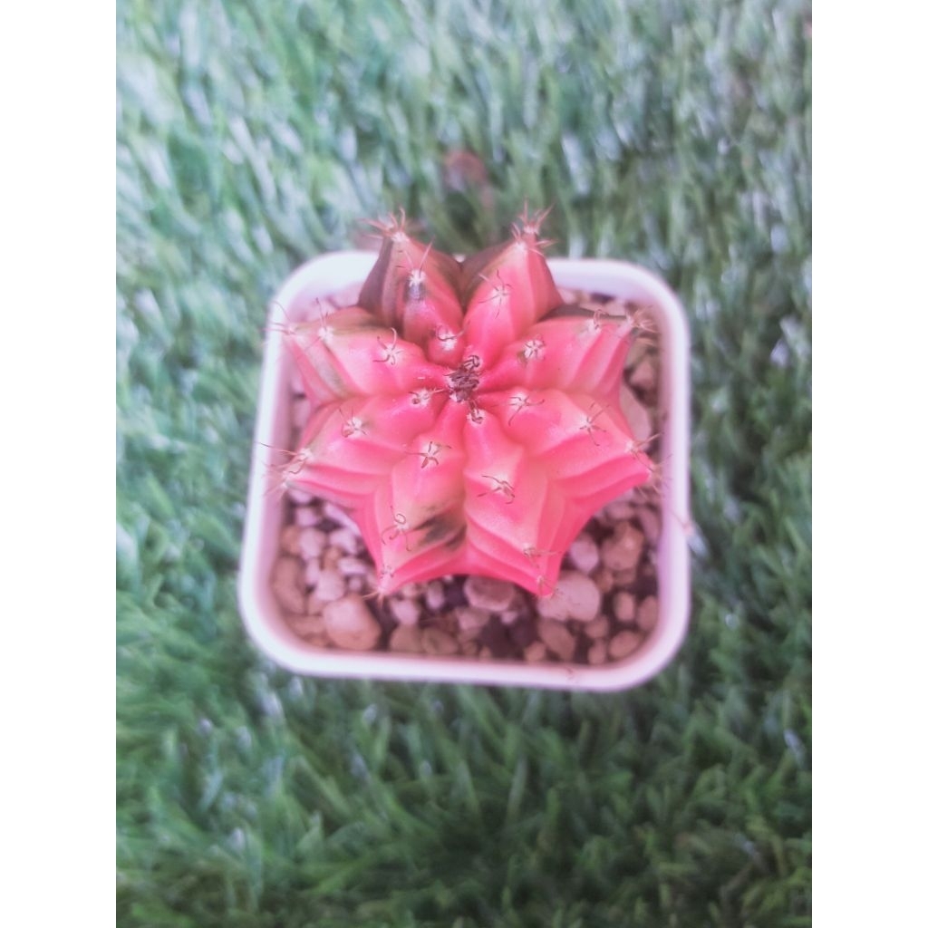 gymno miha hybrid varigata