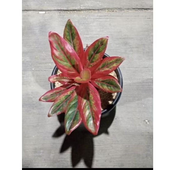 Aglonema Lipstik Super Red / merah