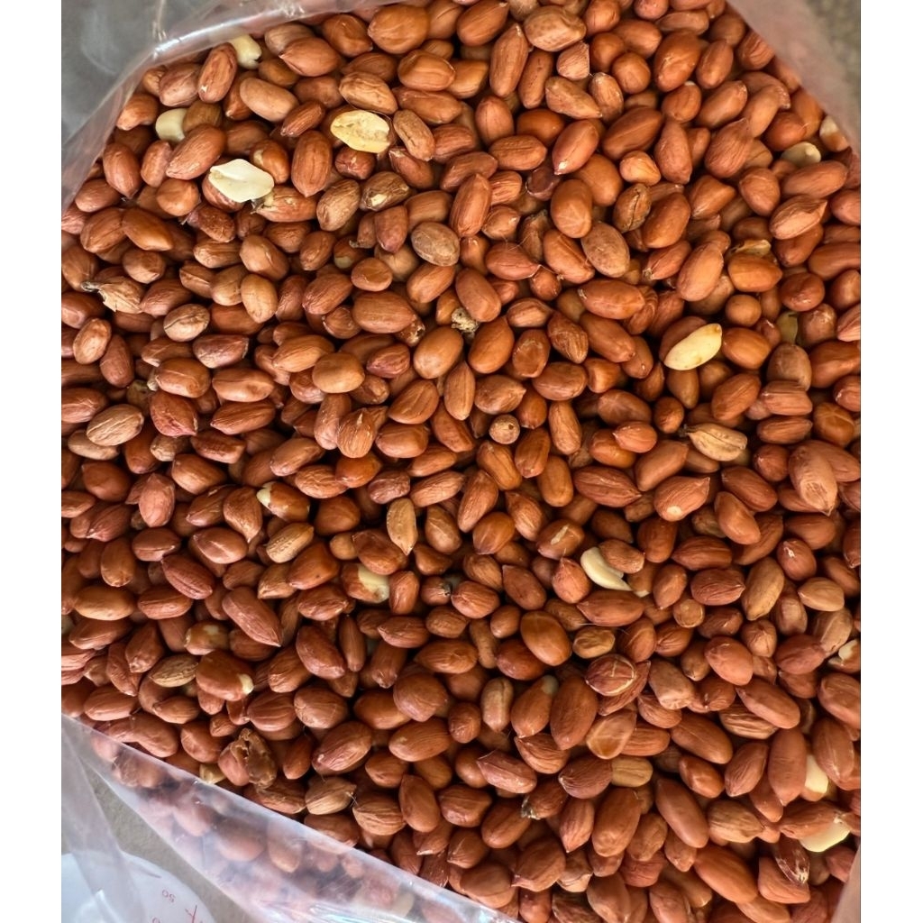 

kacang tanah