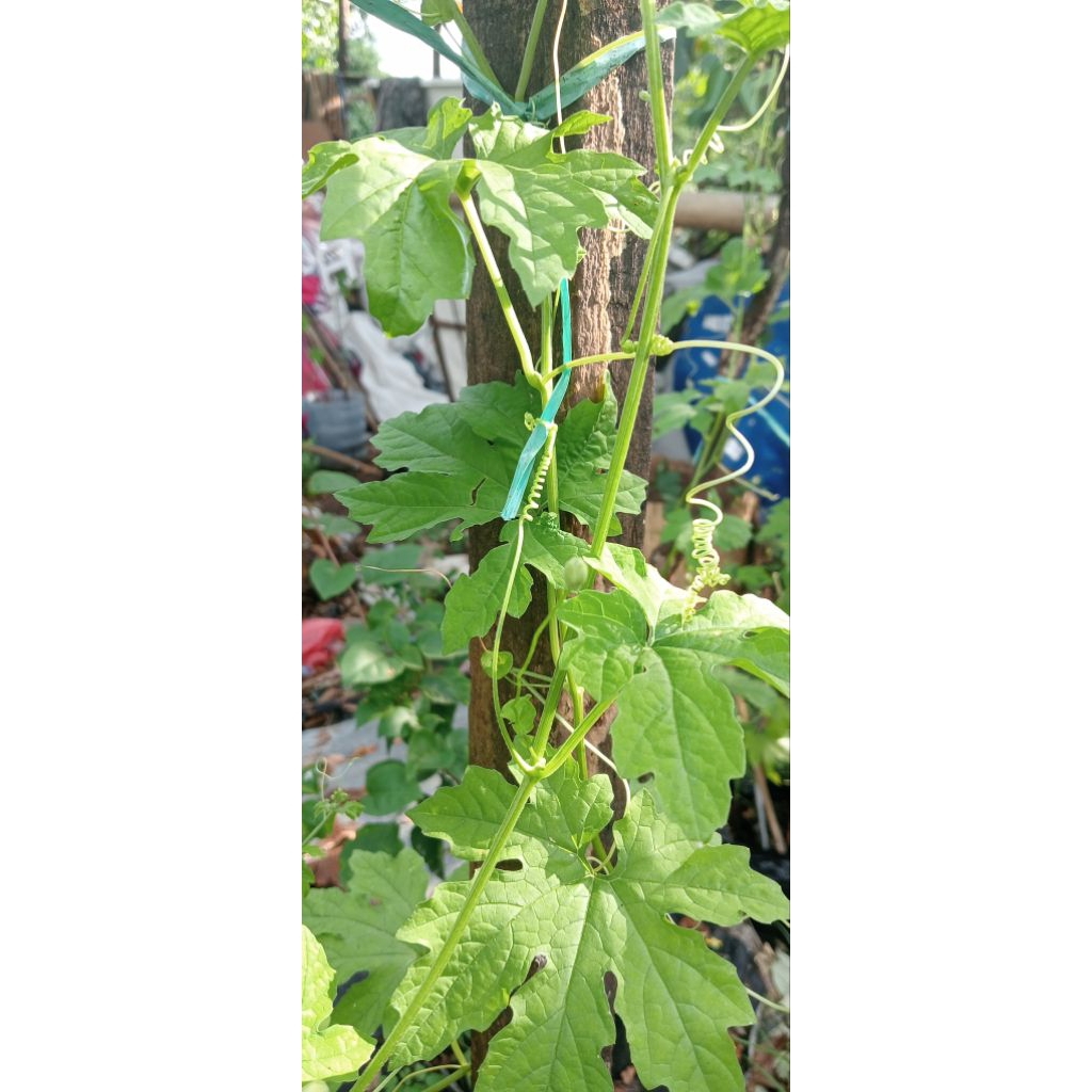 

Daun Pare Segar 20 lembar