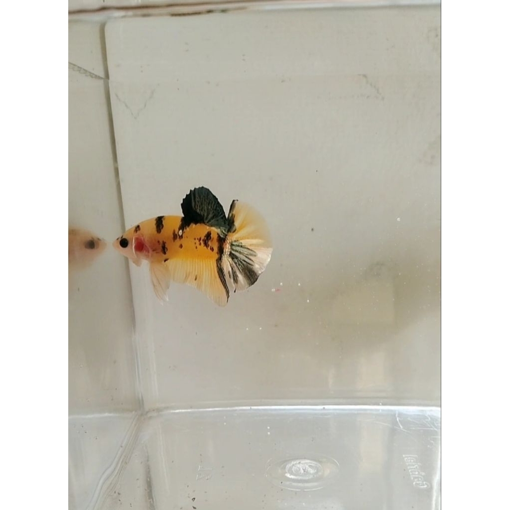 cupang hmpk ykc yellow koi Cooper size M+ 100% sesuai foto/vidio