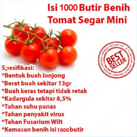 Bibitmu - 1 Pack Isi 1000 Butir Benih Tomat Cherry Aneka Benih Bibit Biji Unggulan Sayur dan Buah Bu