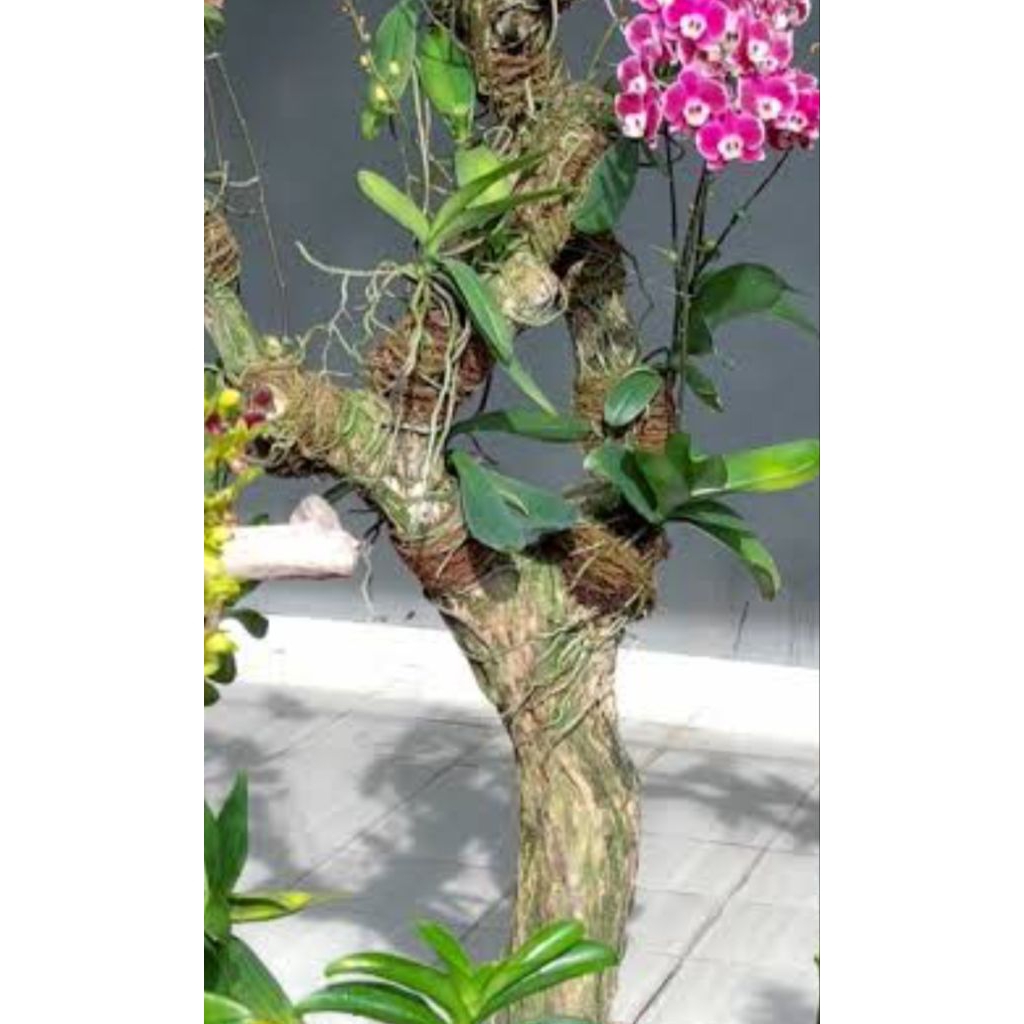 Media tanam anggrek pohon kopi/pohon kopi alami/pohon bercabang