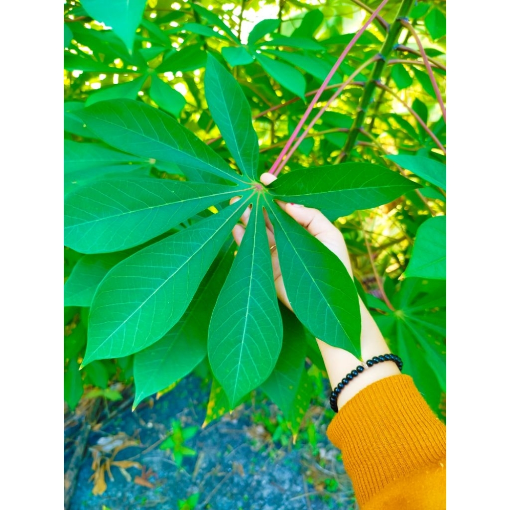 

Daun singkong fresh 1 KG Rempah Babasal Sulawesi yang di petik saat ada pesanan