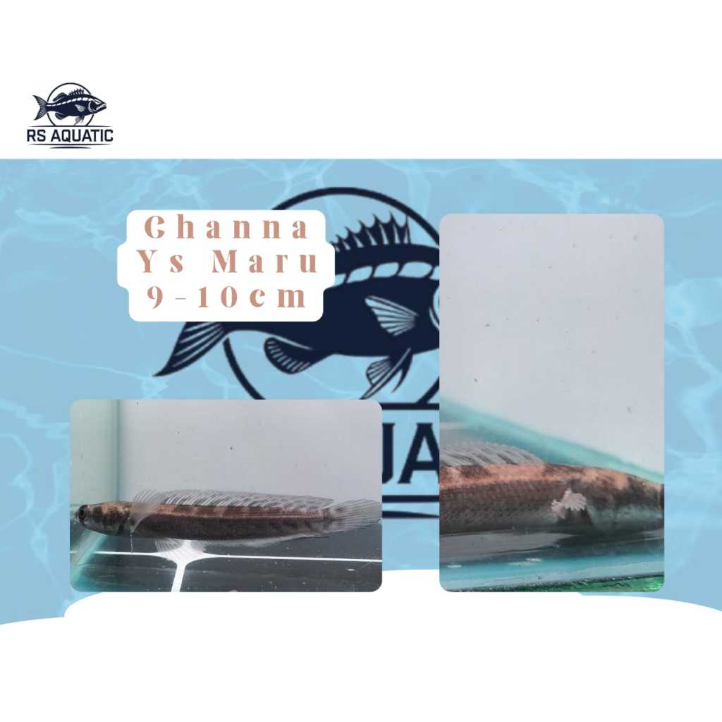 Channa YS Maru Size 10-11cm(Khusus Instan)