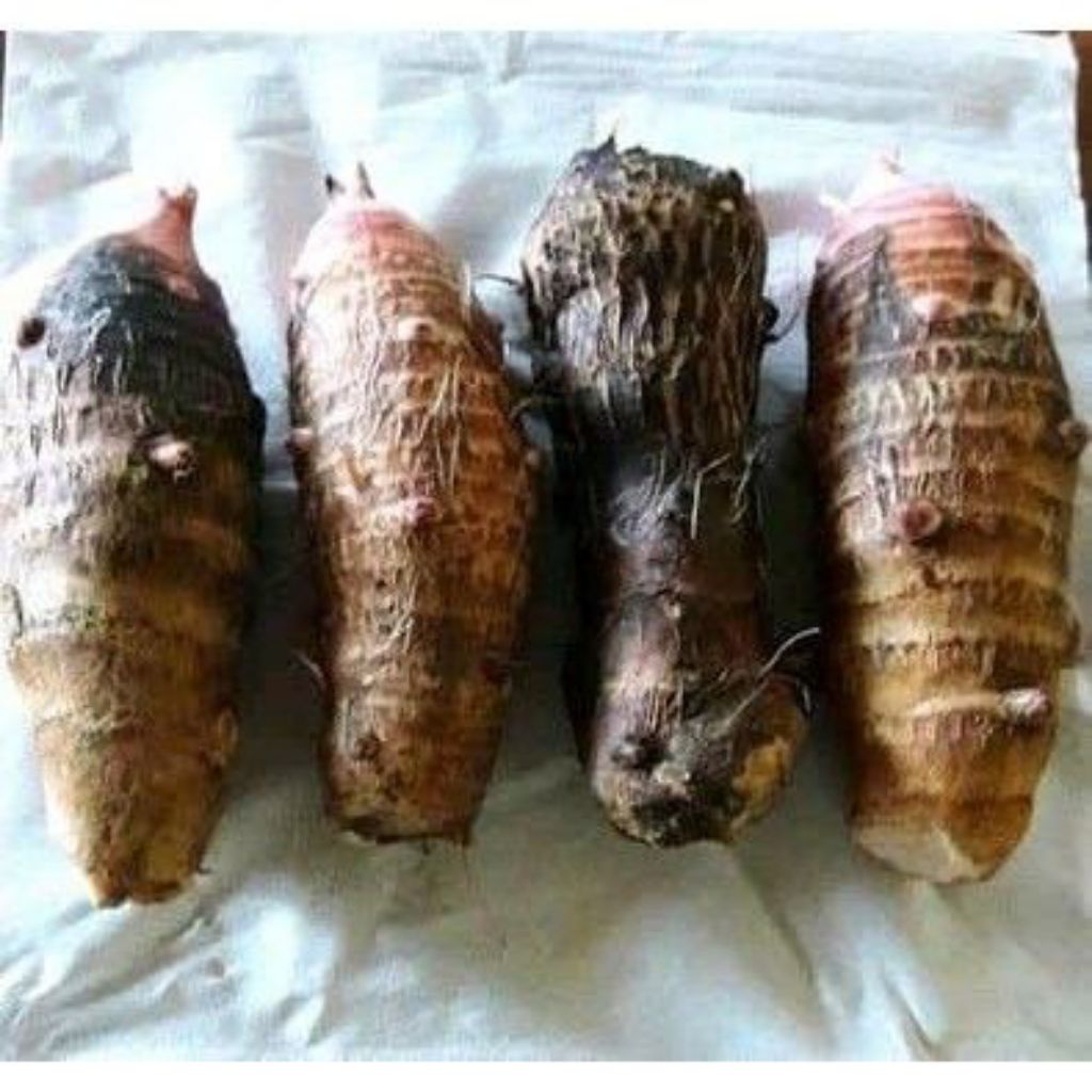 

umbi talas komsumsi 500gram | talas segar