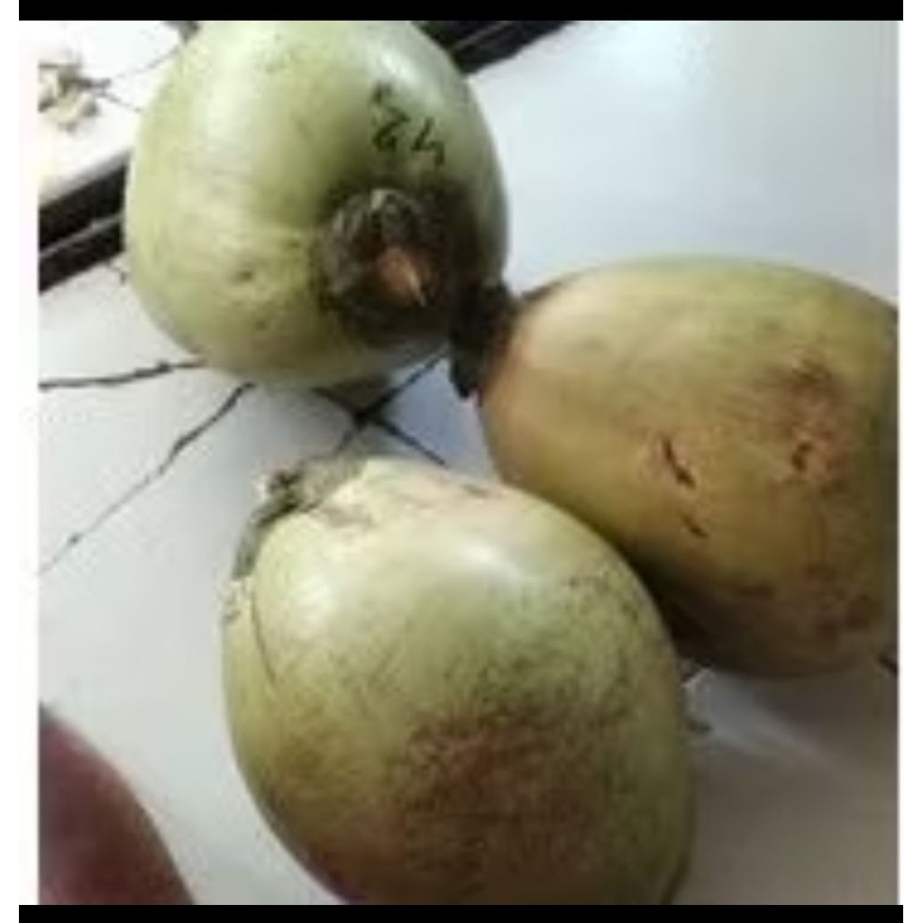 

kelapa kopyor asli 100% murni kopyor khas pati