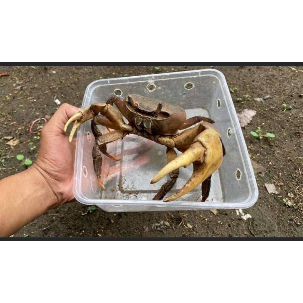 kepiting hias darat tawar cardisoma