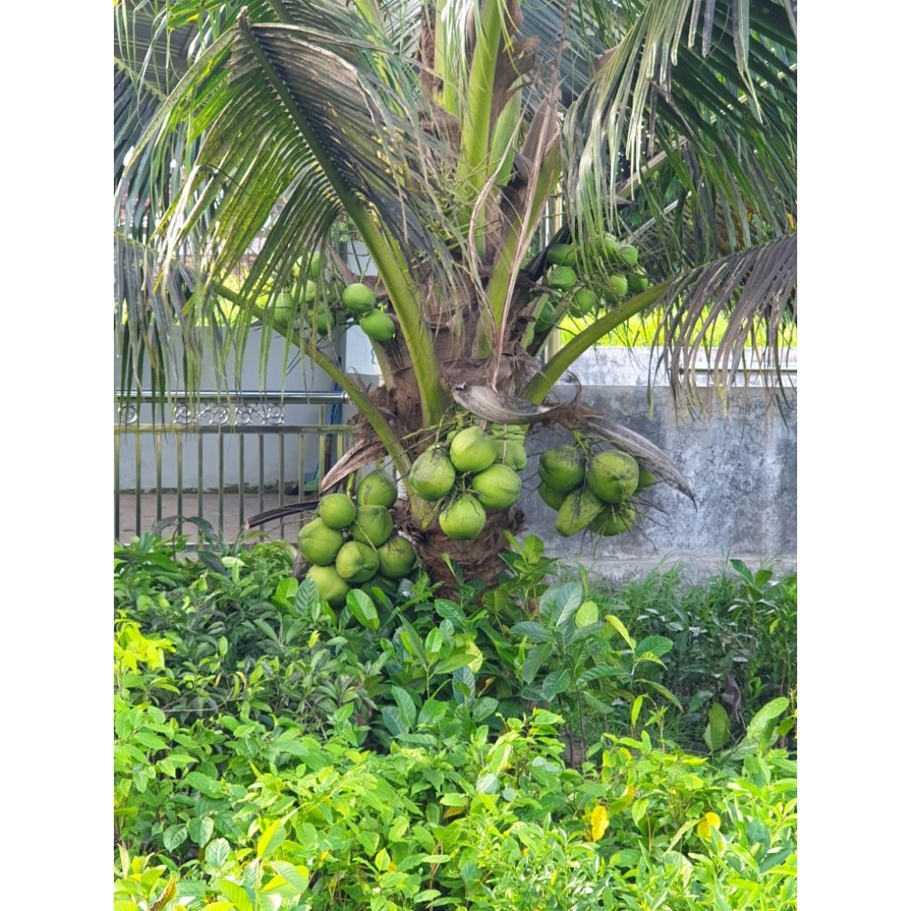 

kelapa kopyor
