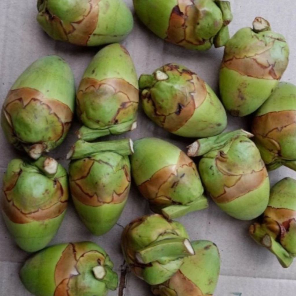 

Beluluk / Tembuluk Kelapa Pentil Obat Diabetes