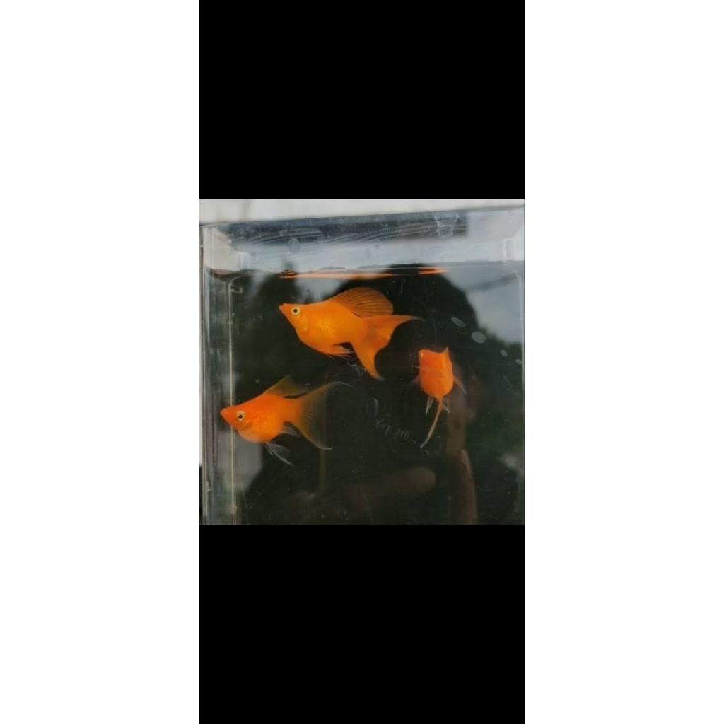 Molly balon Sunkist Cawang(lyretail)