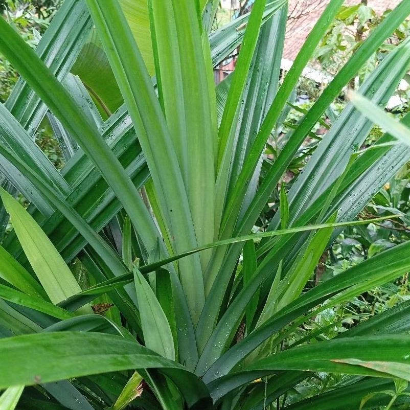 

Daun Pandan Segar Per 20 Lembar