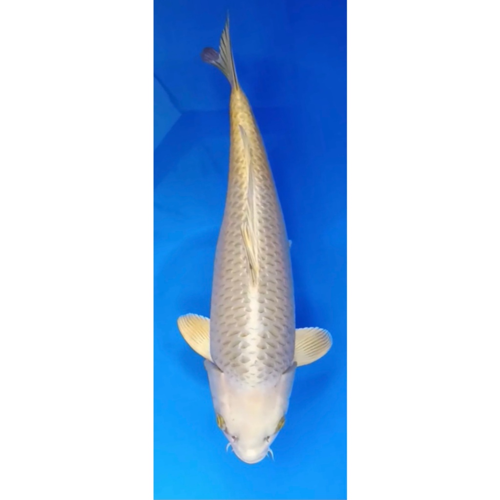 Koi Platinum Ogon (55 cm)