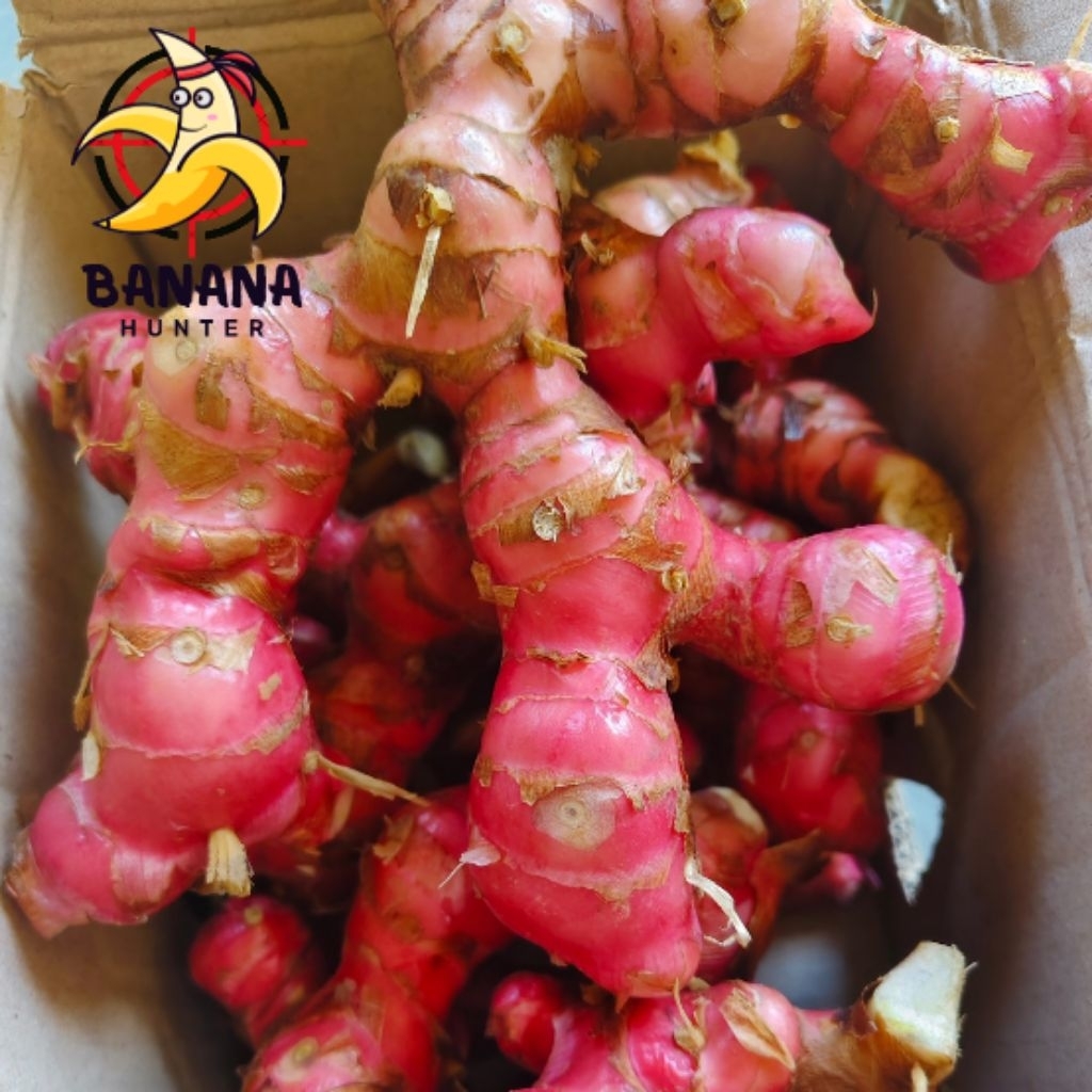 

Laja/lengkuas Merah super 500gram fresh segar