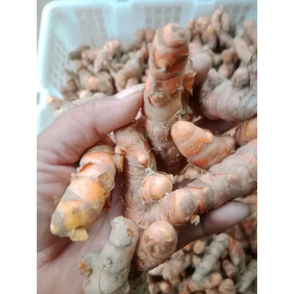 

kunyit kuning kemasan 1 kg