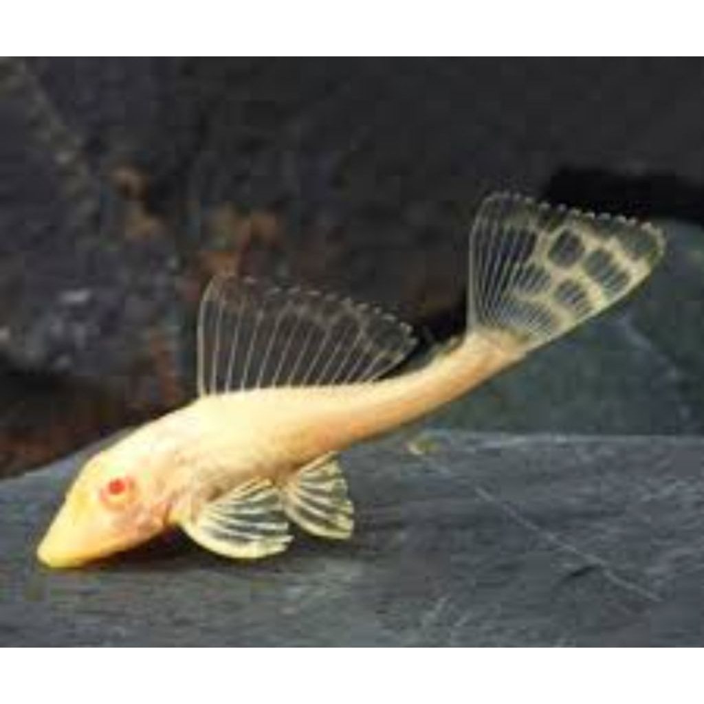 GIBICEP / PLECO MENTEGA/ SAPU KACA ALBINO 4-5CM