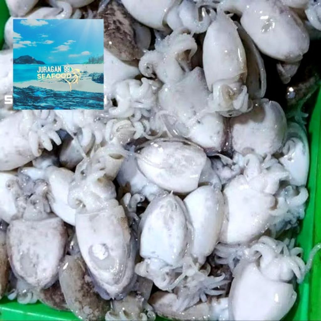 

cumi sotong segar fresh 1 kg