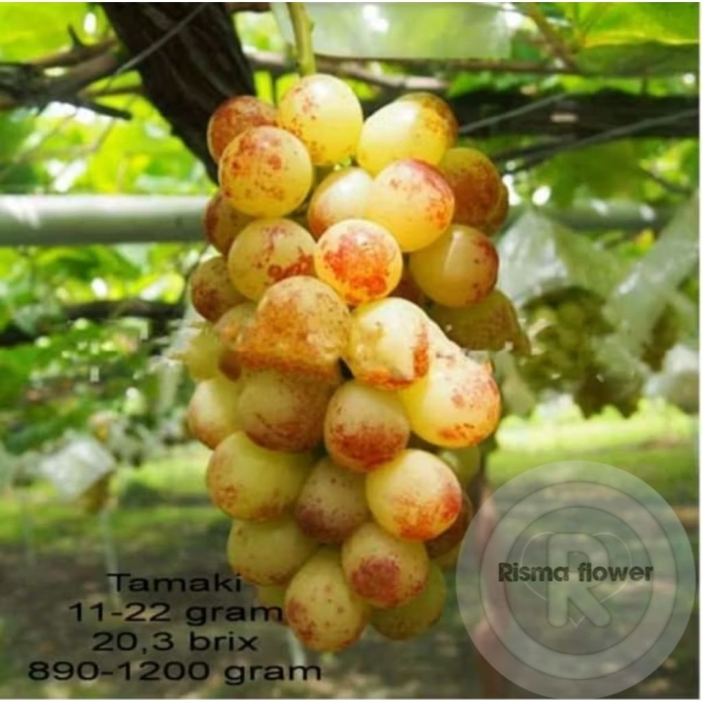 POHON BUAH ANGGUR IMPORT TAMAKI / TANAMAN BUAH ANGGUR IMPORT TAMAKI ASLI