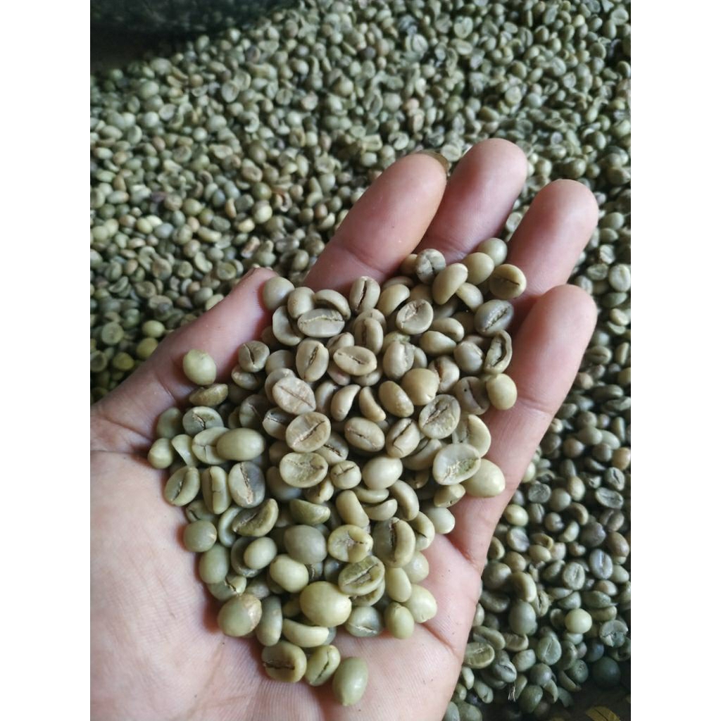 

GREEN BEAN biji kopi robusta mentah GRADE A