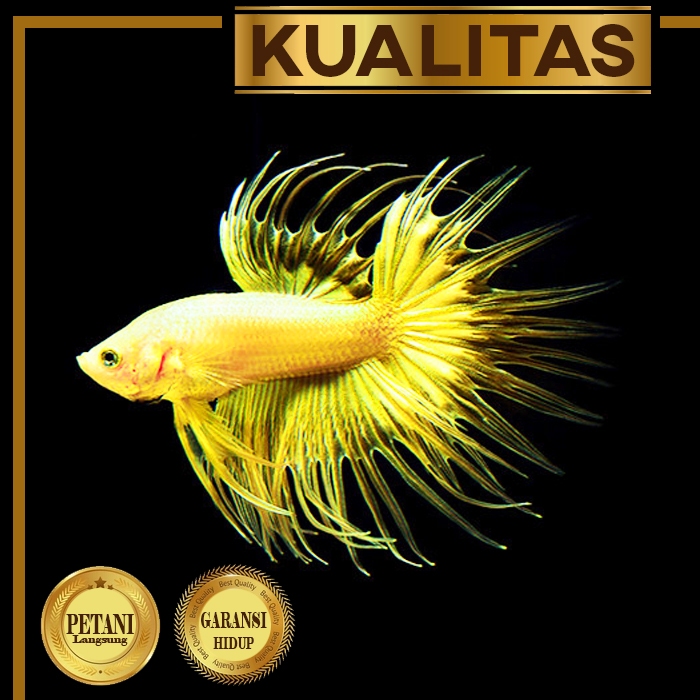 Cupang Crown Tail Full Yellow Jantan Buntut Serit Ikan Hias Aquascape Hiasan Aquarium Tanaman Air