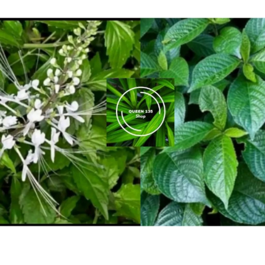 

paket kumpli daun kumis kucing"daun keji beling segar 500.GRAM