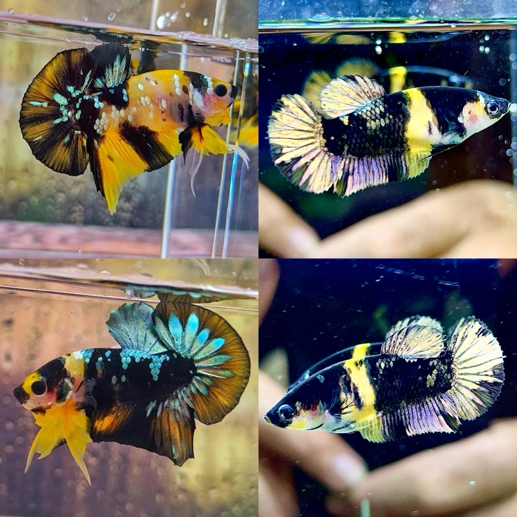 sepasang cupang yellow koi cooper siap induk