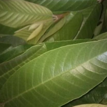 

Daun jambu biji segar/obat herbal