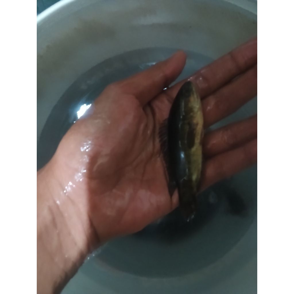 bibit ikan betok ukuran 12-13 cm