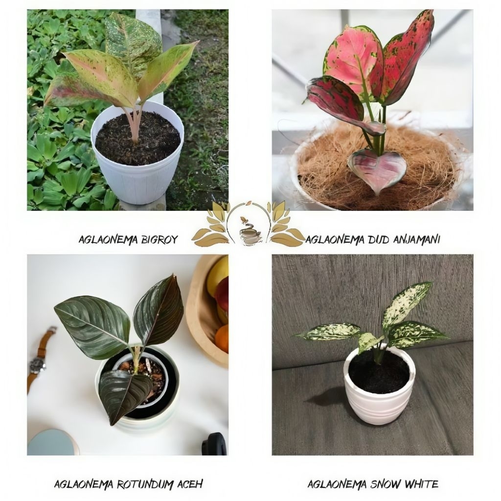 (bisa cod) PAKET HEMAT 4 AGLONEMA BIGROY,DUD ANJAMANI, ROTUNDUM ACEH,SNOW WHITE - BIBIT AGLONEMA