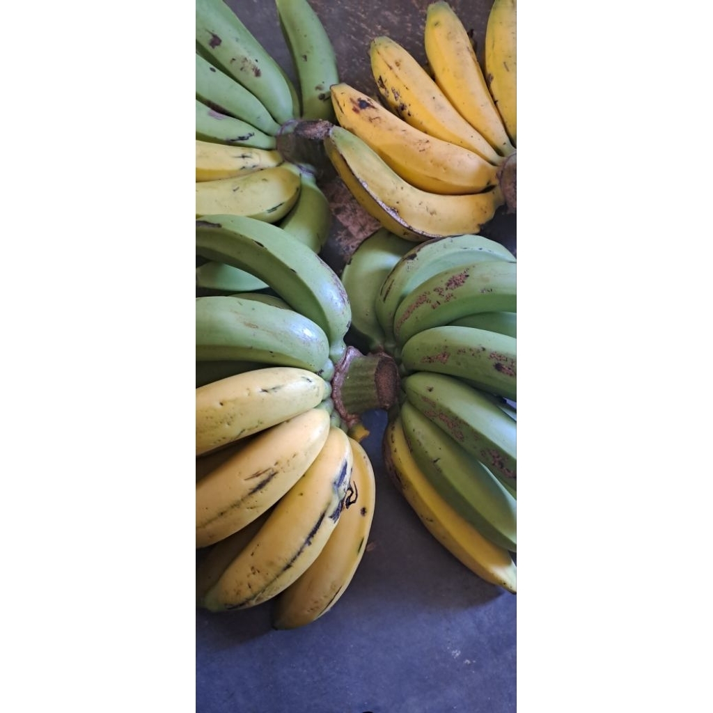 

Pisang ½ matang mabon