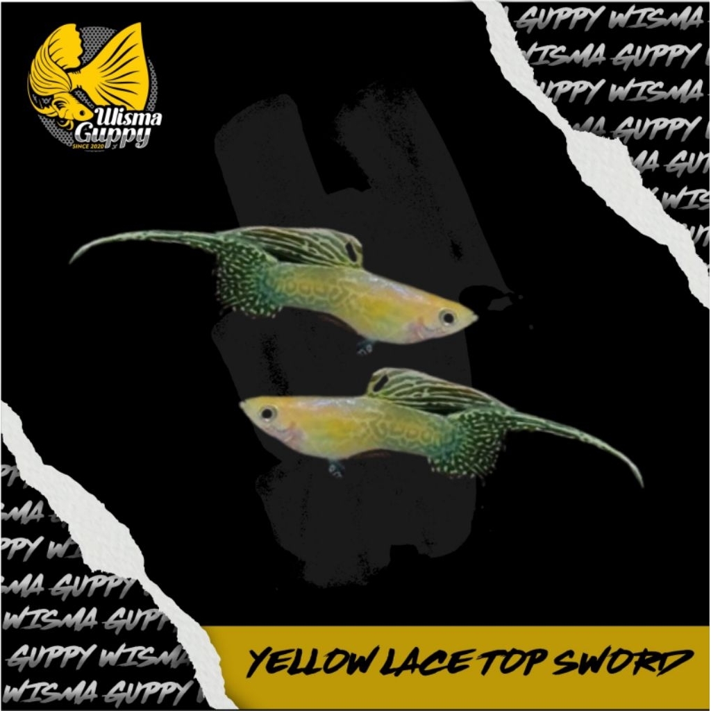 HIASAN AQUARIUM GUPPY BLONDE YELLOW LACE TOP SWORD