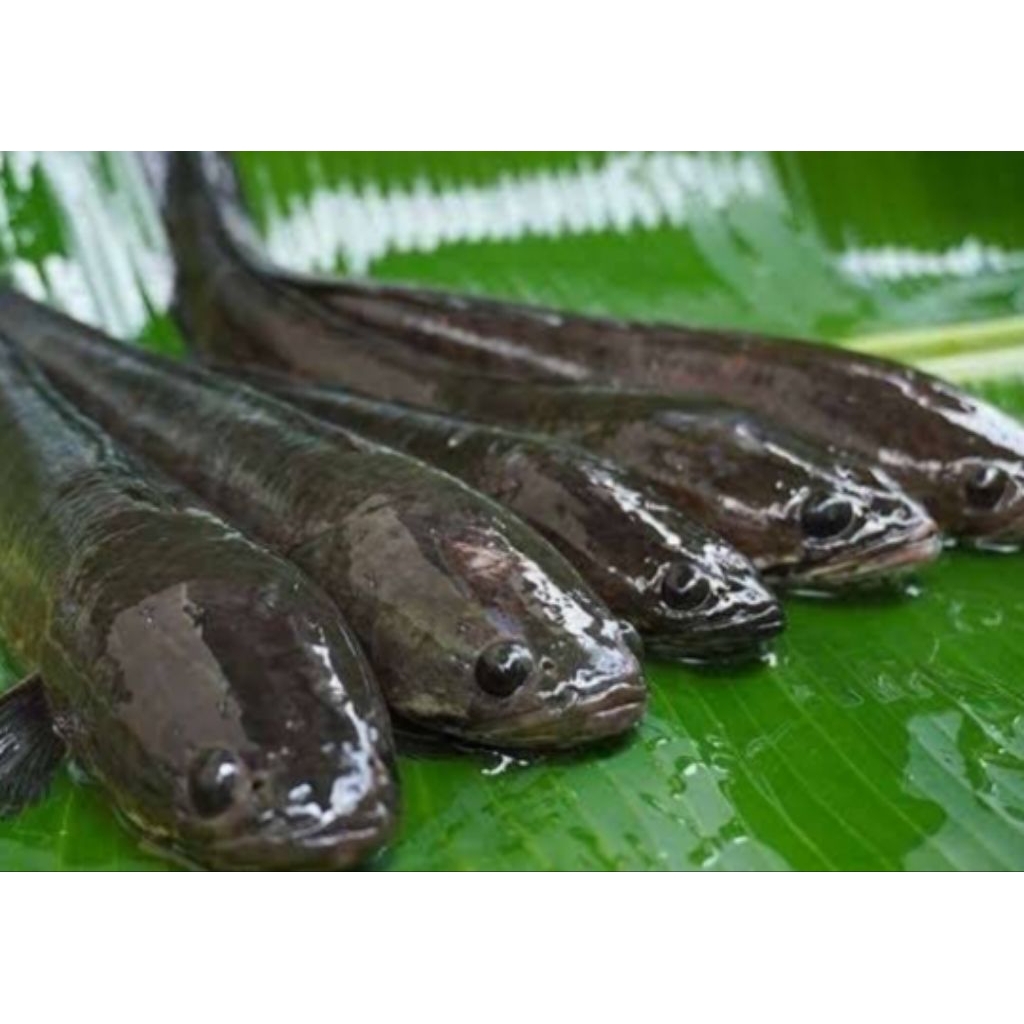 

IKAN GABUS HIDUP 1KG ISI 4/5