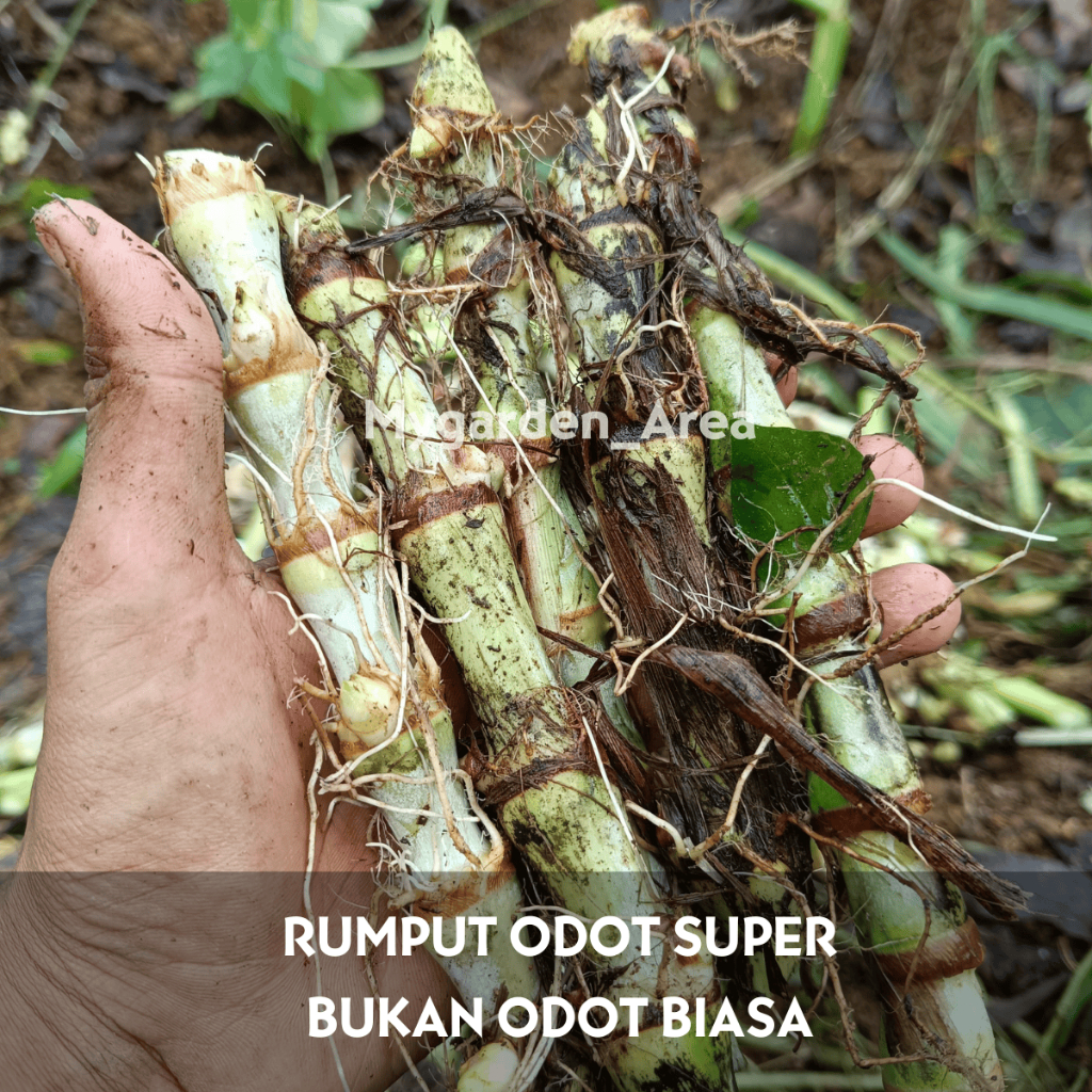 Bibit Tanaman Rumput Odot Super - Bibit Odot Jumbo 1 kg