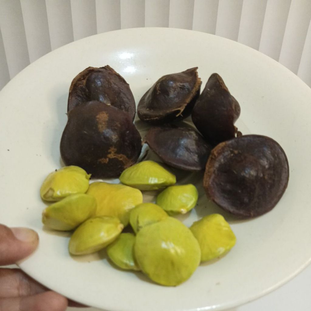 

Jengkol Muda Jengkol Lalapan Jengkol Kulit Lalapan Jengkol