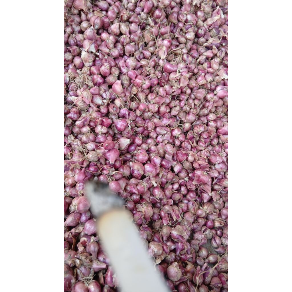 

bawang merah lokal jatim 1000g