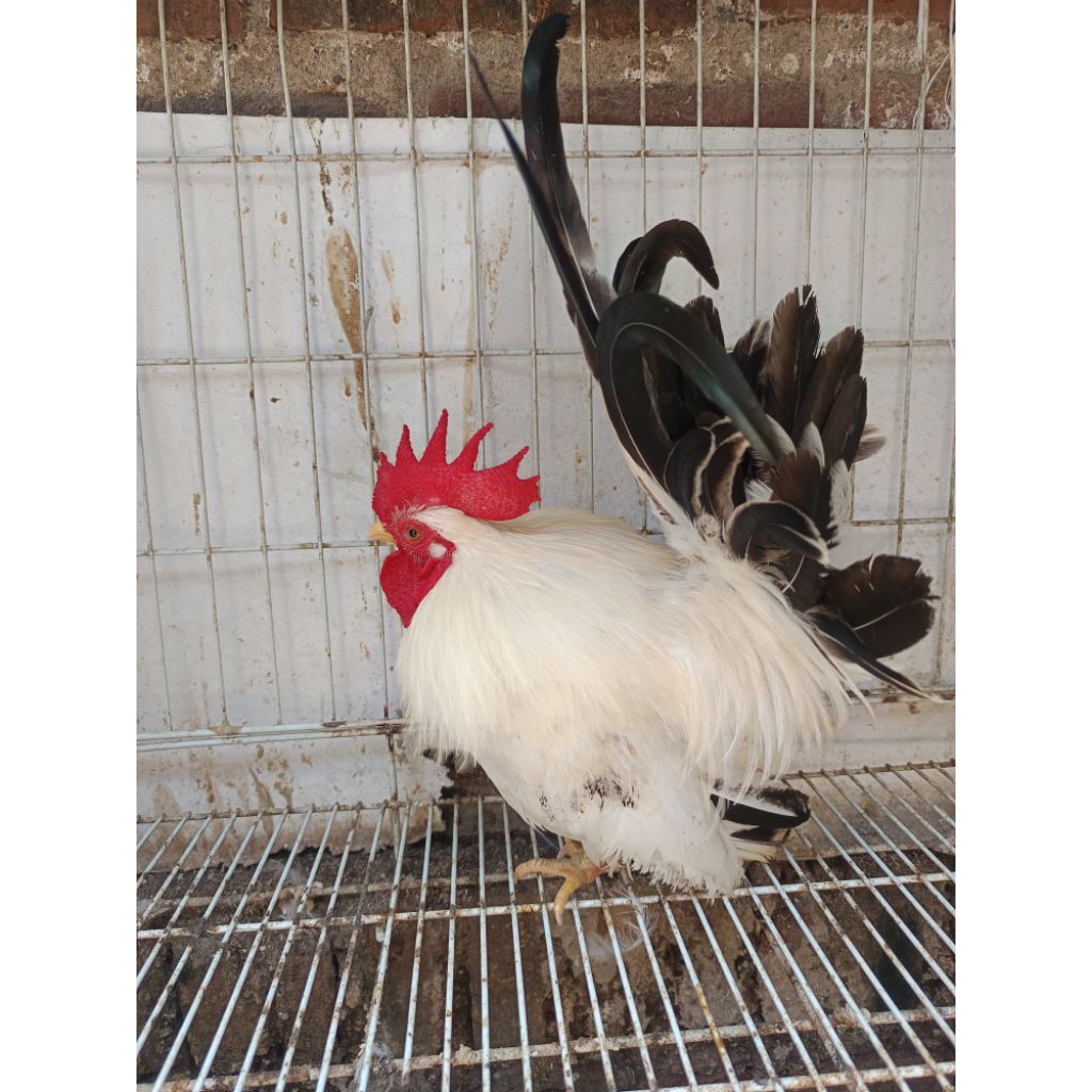 AYAM KATE ORI JANTAN EKOR HITAM