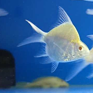 Ikan Hias Kaviat SB King Albino