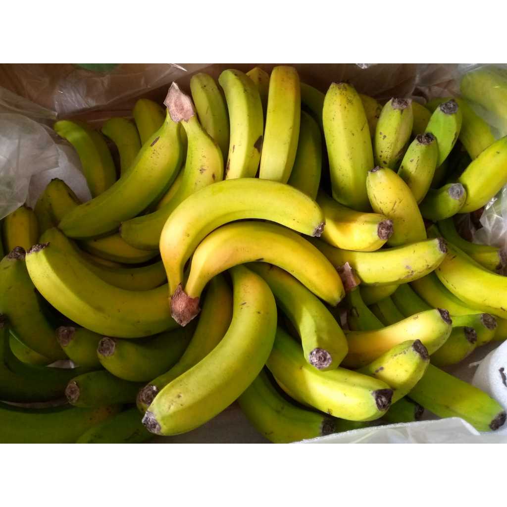 

PISANG AMBON SUNPRIDE