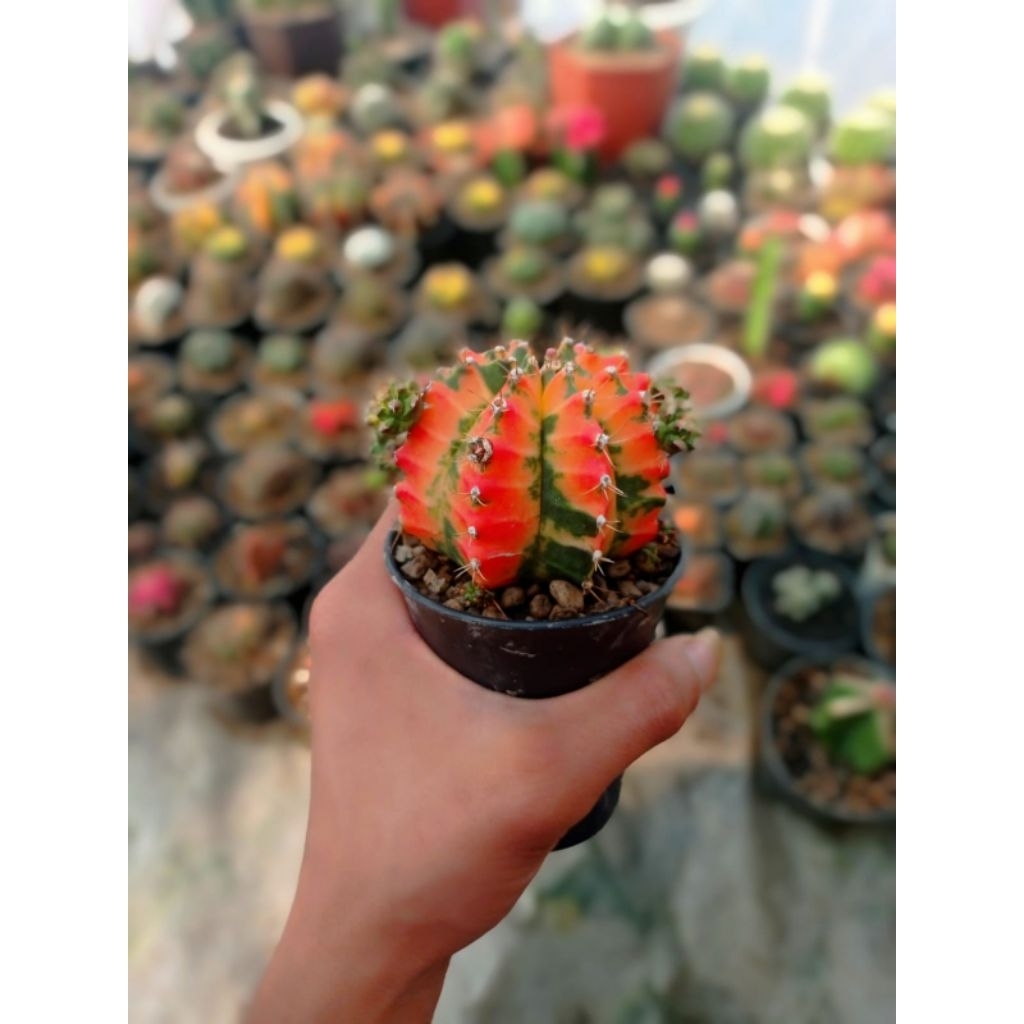 kaktus miha varigata