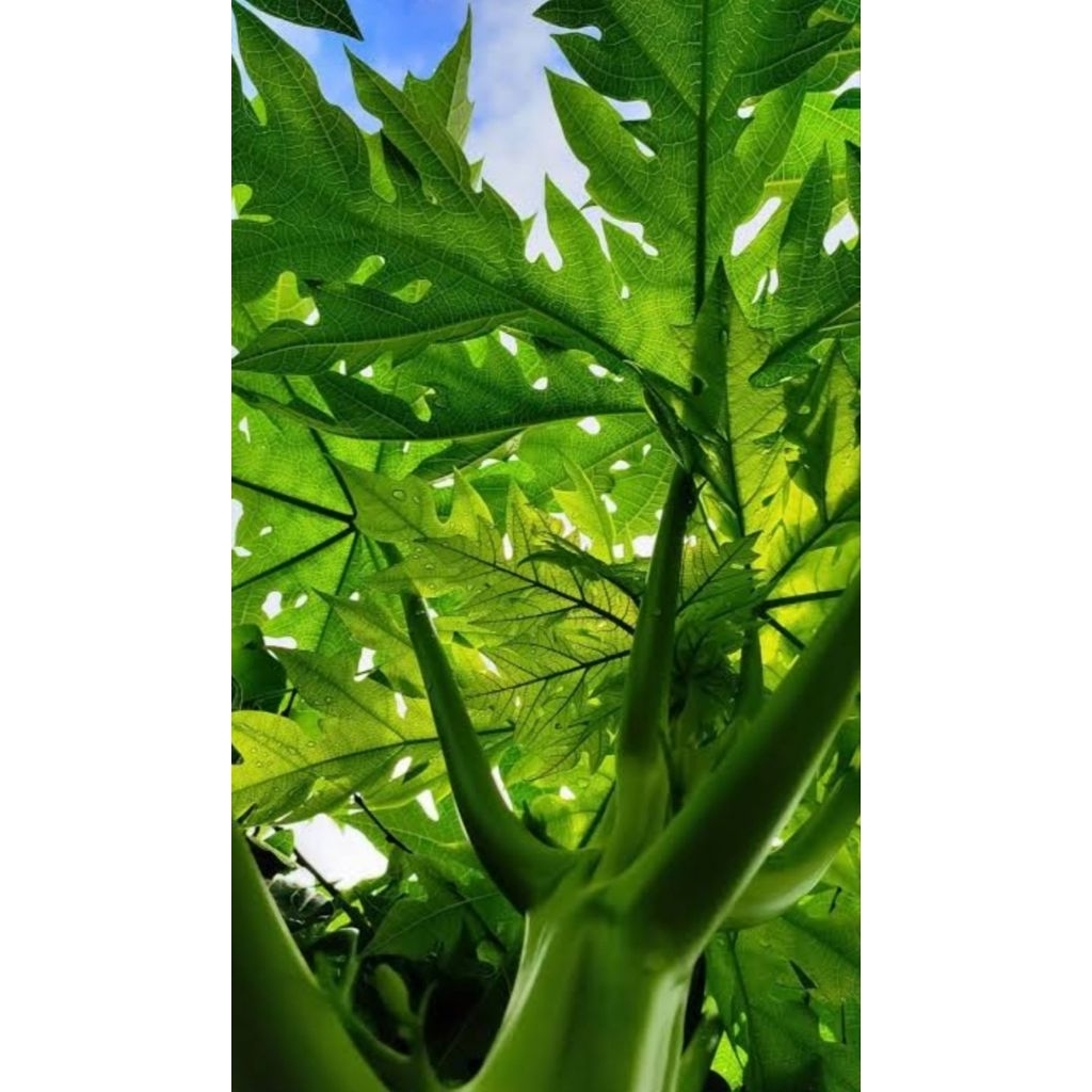 

Daun pepaya tua segar langsung petik 500 gram